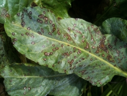 Cercosporiose sur feuilles