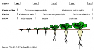 Cycle de la betterave fourragère