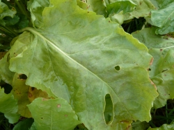 Oïdium premiers symptômes sur feuilles