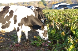 Pâturage des betteraves fourragères