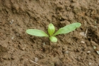 Plantule de betterave fourragère